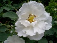 A Simple White Rose