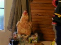 DSCN3049 - Chicken