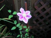 Clematis