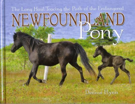 Endangered Newfoundland Pony.  Bay Roberts, NL