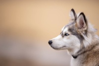 Husky