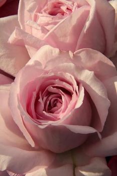 pretty pink roses