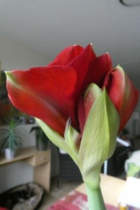 Second stem of my Amaryllis is opening.