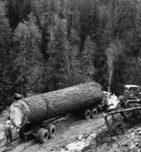 North Idaho logging