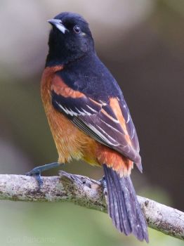 Orchard_Oriole_