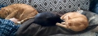 4 Cats on Partner - 2024:11