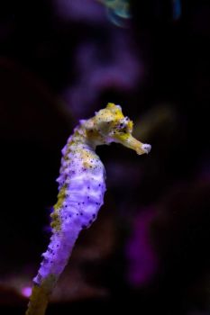EXOTIC BLUE SEAHORSE  2 OF 4