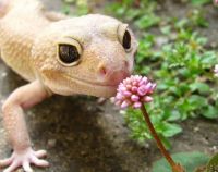 Lizard Flower