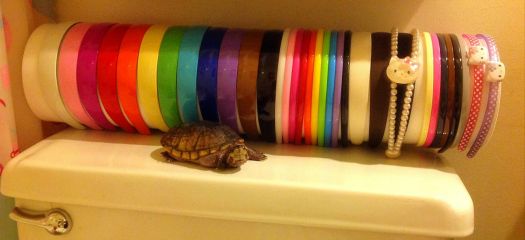 Turtle on the Toilet Tank (Easy)
