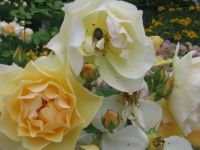 White rose and beetle