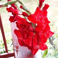 Flowers - Gorgeous gladiolas!!