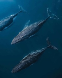 whale ig@nature