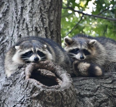 Solve Raccoons in Central Park, New York City, NY jigsaw puzzle online