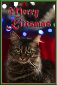 Merry Kittsmas!