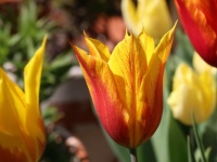 Tulip in our garden  Challenge