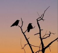 Winter ravens