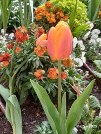 MORNING WALK – Spring Flowers - Tulips 3