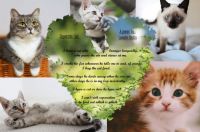 Cat Collage/Poem