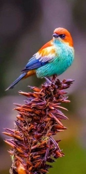 Pretty bird