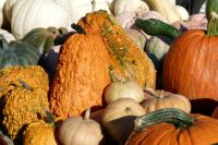 colorful gourds