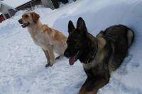 Winter dogs
