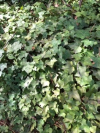 Neighbors Ivy