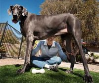 Guiness Book George - Largest Dog