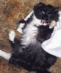 teddy funny face