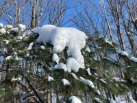 Blue, white and green