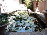 Lily Pond 1
