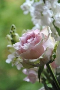Pastel Pink Rose.
