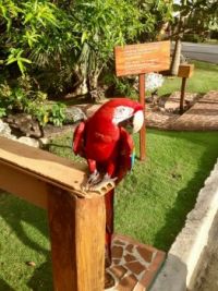 Dominican parrot