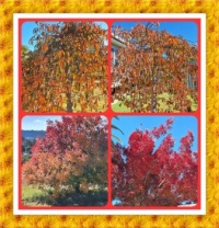 Autumn Colours From My Sister Carolyn. Smaller.