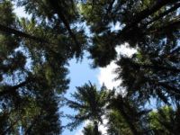 trees