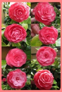 Collage of darker pink Camellia flowers