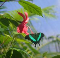 Green Butterfly 2