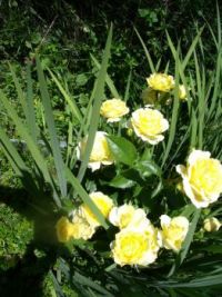Susanna's yellow roses