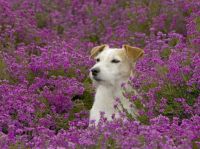 lavender & puppy