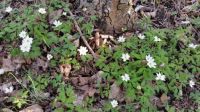 Spring Flowers in Tyresö
