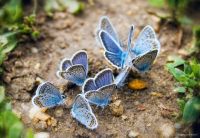 Little Blue Butterflies
