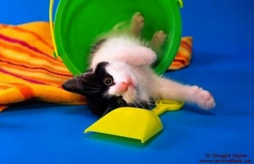 playful kitty