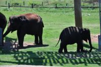 Mommy and Baby