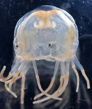 Those Eyes! - Jellyfish