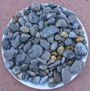 Petoskey Stones