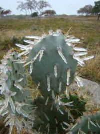 Cold Cactus...Fran Lane