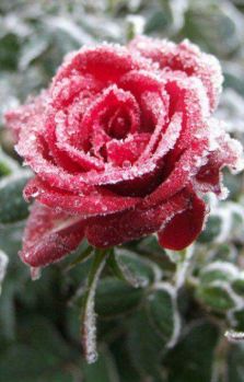 Zimní růže