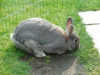 my bunny