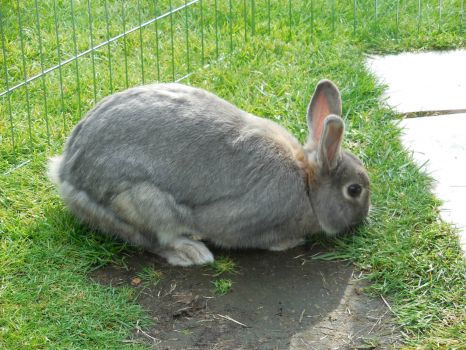 my bunny