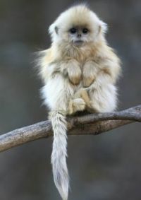 WRITE A CAPTION!  Little Monkey