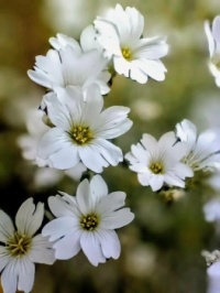 🤍☘️White variations☘️🤍